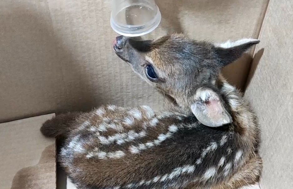 Incêndios na região afetam diferentes animais em áreas de mata