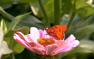 Primavera tem início neste domingo com temperaturas mais amenas