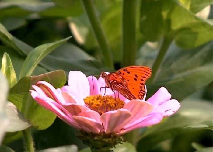 Borboleta em flor na primavera.