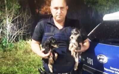 GCM resgata cães abandonados em área de mata em Sorocaba