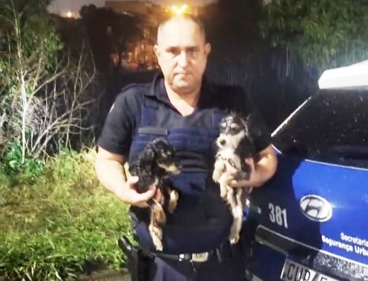 GCM resgata cães abandonados em área de mata em Sorocaba