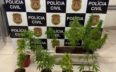 Polícia encontra plantação de maconha em Laranjal Paulista