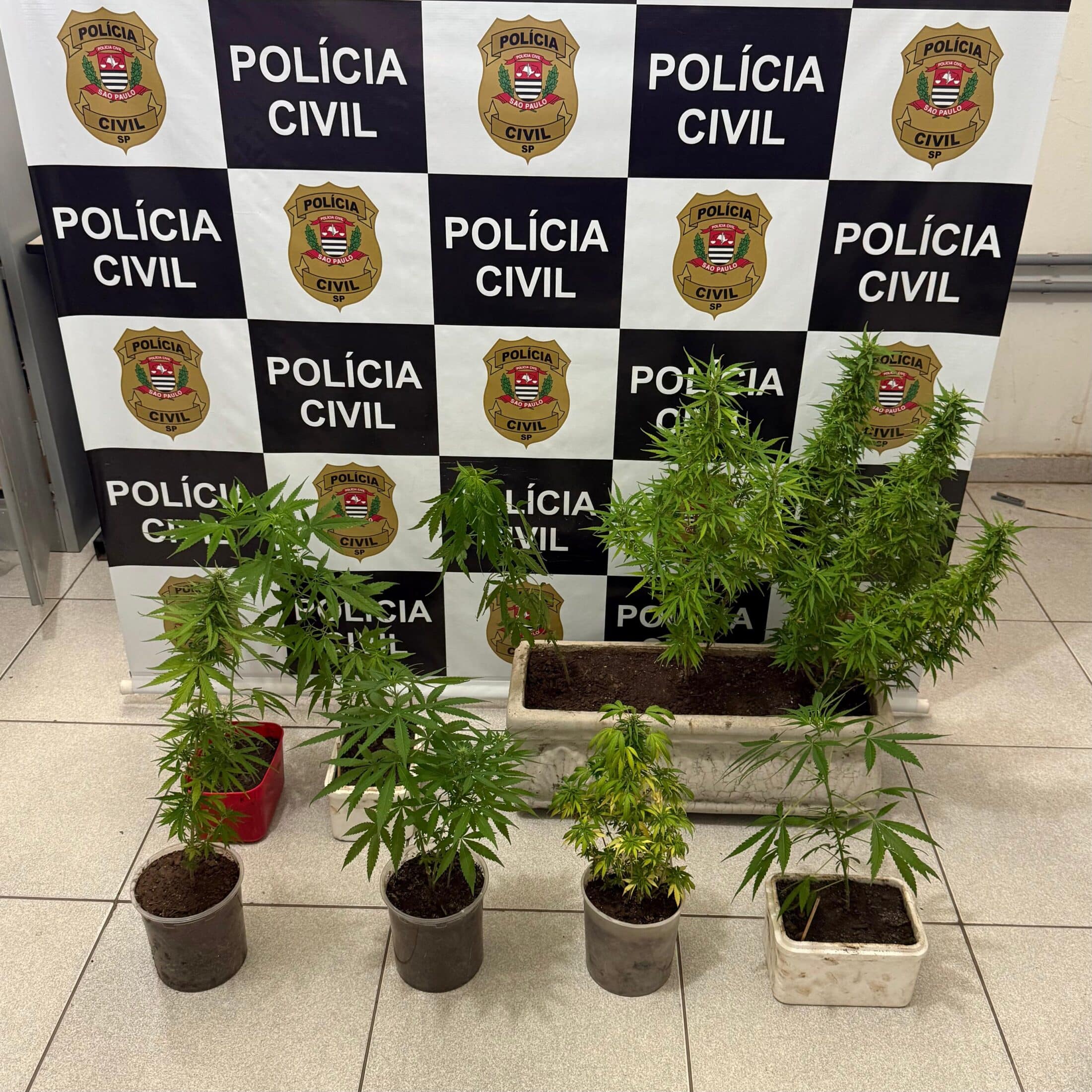 Polícia Civil encontra plantação de maconha em residência em Laranjal Paulista