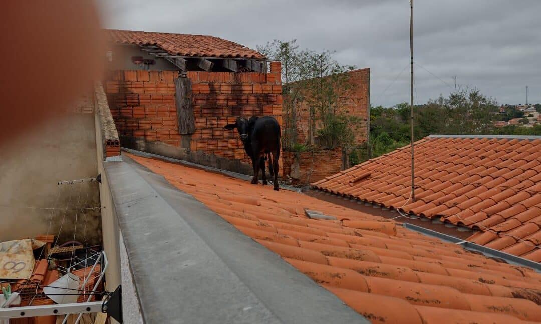 Vaca sobe em telhado e causa danos a casa em Itapetininga