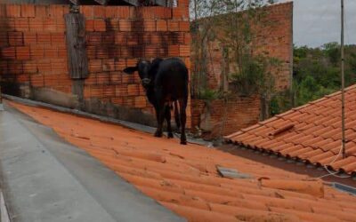 Vaca sobe em telhado e causa danos a casa em Itapetininga