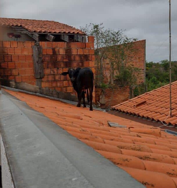 Vaca sobe em telhado e causa danos a casa na Vila Piedade, em Itapetininga