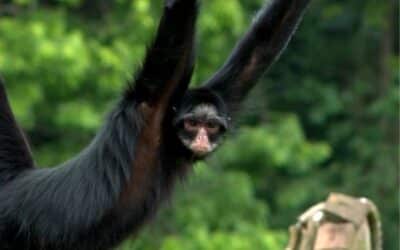 Zoológico de Sorocaba completa 56 anos com festa para os animais