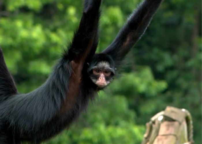 Macaco do Zoológico de Sorocaba.