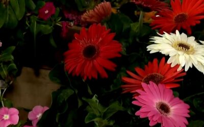 Ceagesp tem expectativa de vender 25 toneladas de flores no Dia de Finados