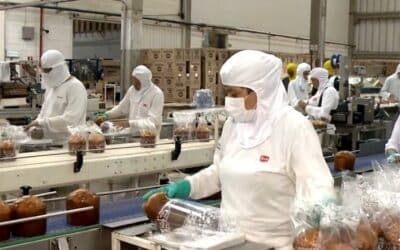 Fábrica em Várzea Paulista produz 200 mil panetones por dia