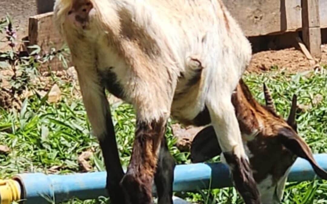 Animais em situação de maus-tratos são resgatados em Piedade