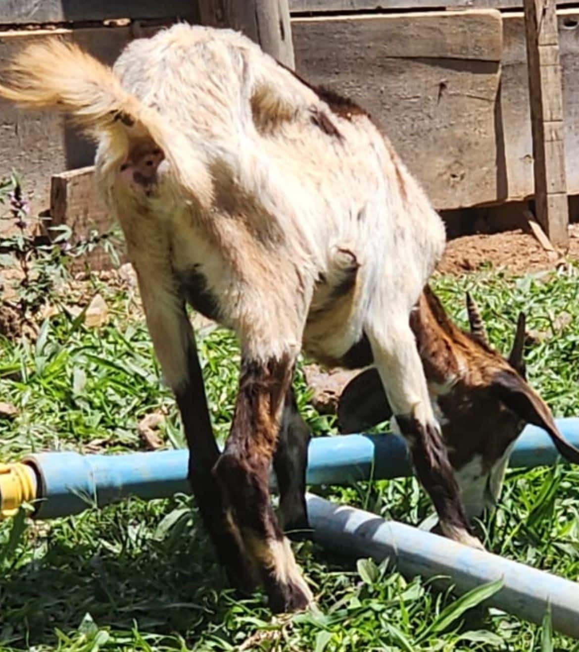 Polícia Civil e Vigilância Sanitária resgatam animais em situação de maus-tratos em Piedade