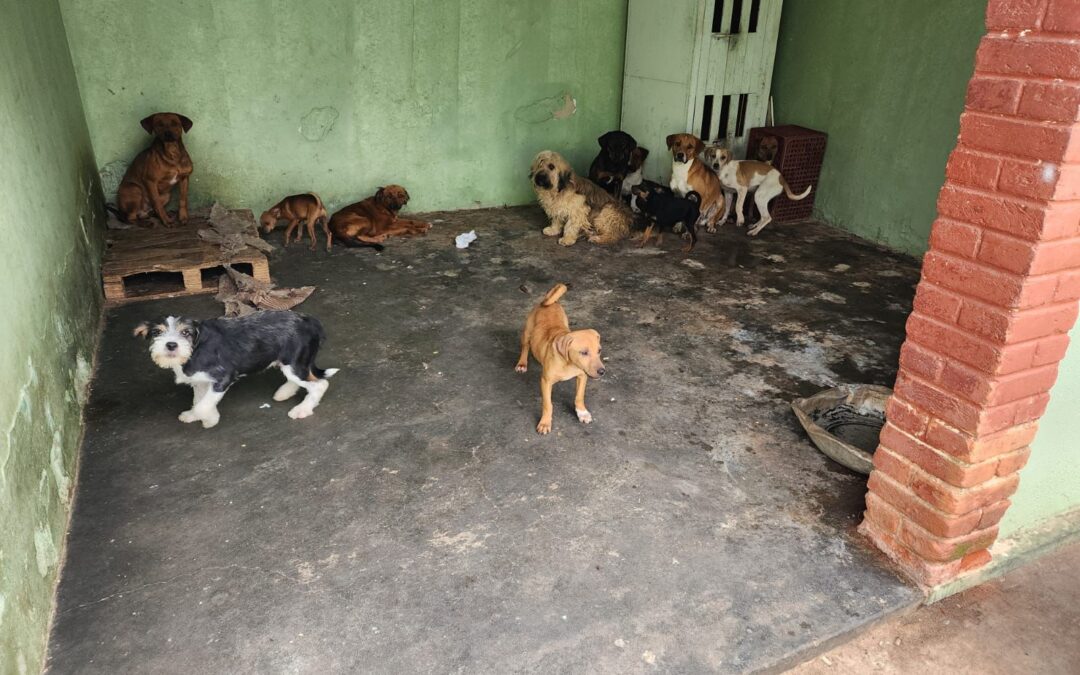 Idosa é autuada por maus tratos de 33 animais em Itapetininga