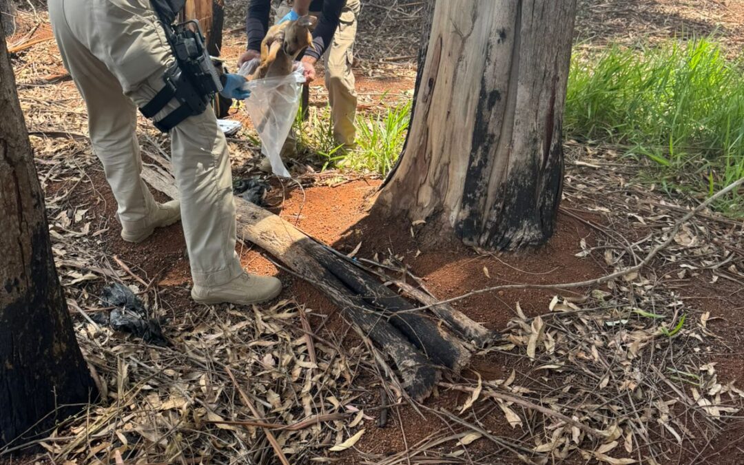 Polícia Civil prende serial killer de animais em Itapetininga