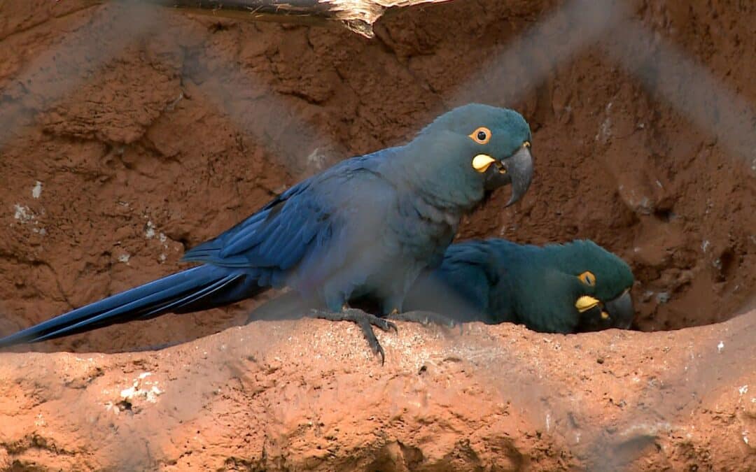 Filhote de arara-azul-de-lear recebe cuidados em instituição de Araçoiaba da Serra