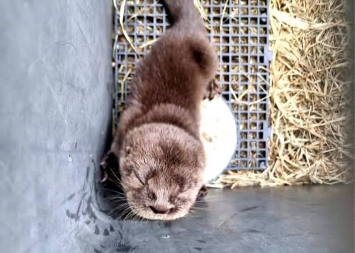 Zoológico de Sorocaba lança campanha para escolher nome de Lontra