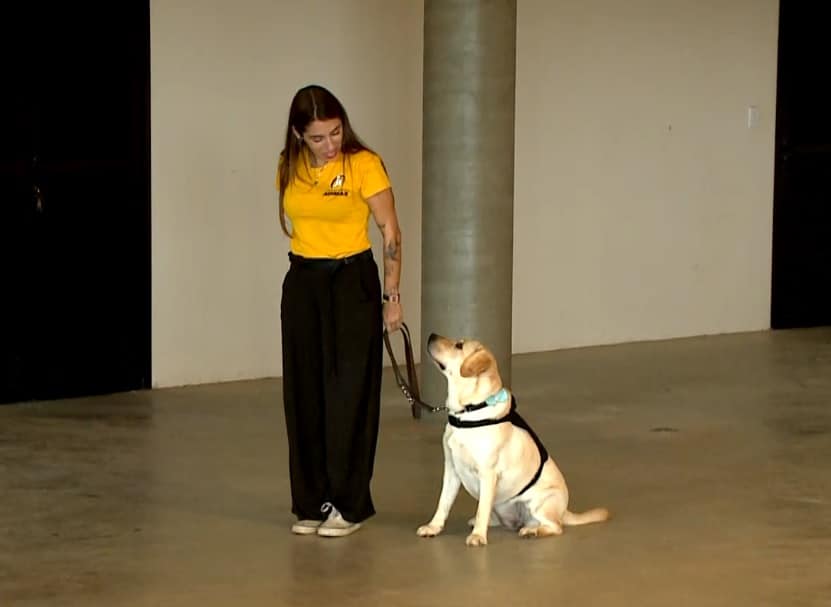 Cães de assistência, treinados em Salto de Pirapora, auxiliam pessoas com autismo