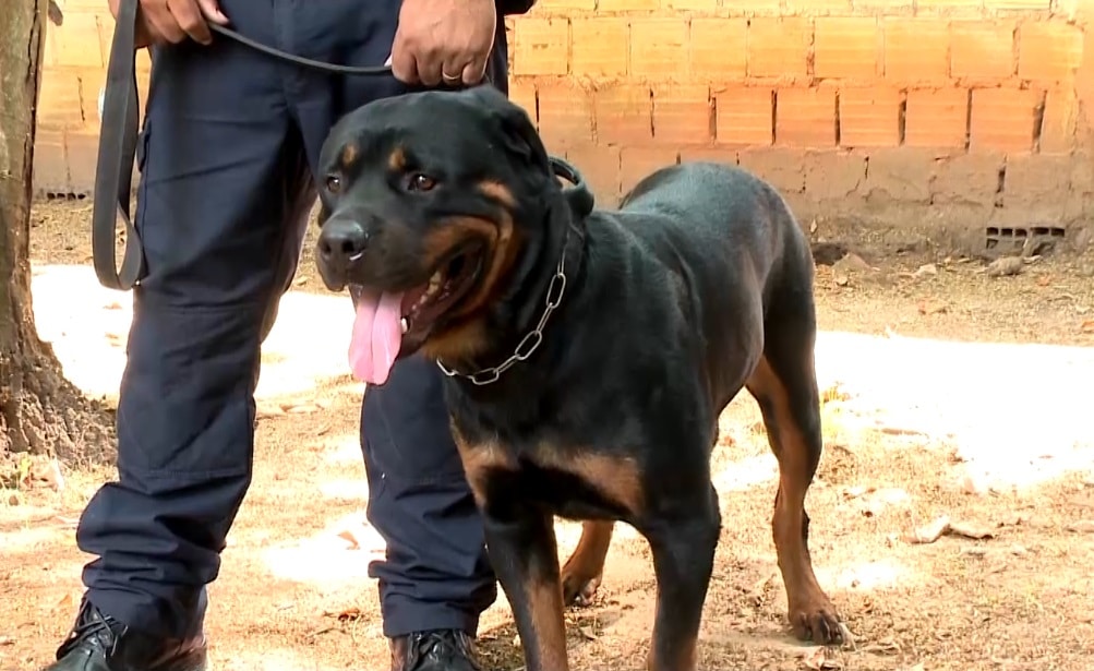 Filhotes de cães são treinados para atuar na Guarda Civil Municipal de Itu