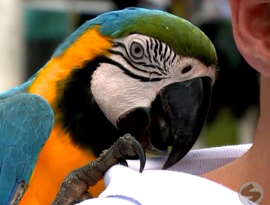 Araçoiaba Pet: evento dedicado aos animais de estimação acontece neste domingo