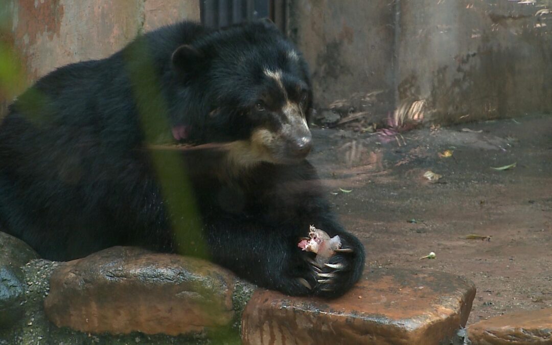 Animais do Zoológico Quinzinho de Barros recebem tratamento especial para enfrentar o calor